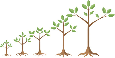 Obraz premium Growth Stages: Five Saplings Illustrating Development, From Seedling to Mature Tree, Clean Vector Illustration.