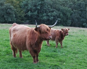 Highland Cow in Scotland with Calf