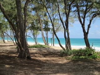 Tranquil Coastal Forest Overlooking Turquoise Waters