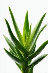 Fototapeta premium A single, vibrant green aloe vera plant, isolated on a pure white background. Health, nature, wellness.