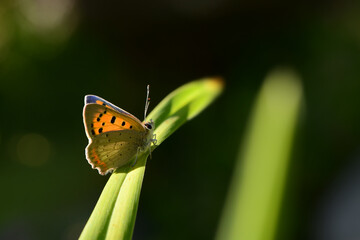 Schmetterling 1405