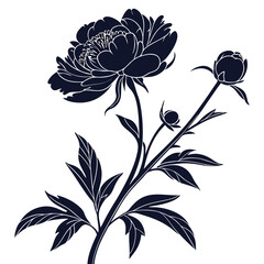 vector illustration of peony © MOHAMMADRIPON