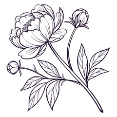 black and white peony