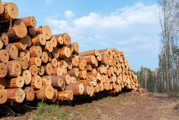 Stacks of felled pine logs in a forest area. Large piles of freshly cut pine logs awaiting...