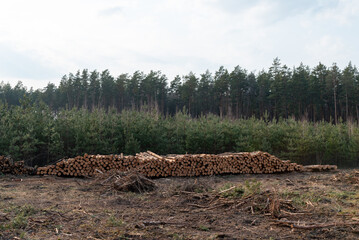 Neatly stacked log piles at forest clearing near dense pine forest. Organized stacks of cut tree...