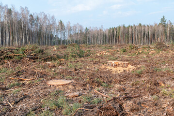 Complete deforestation with stumps and remnants of trees in the middle of the forest. Clearing with pine stumps and forest waste against the backdrop of untouched birch-coniferous forest