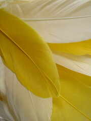 Goose Feather yellow and white assortment close up macro