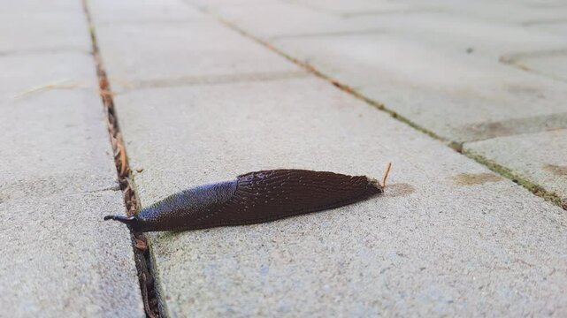 Arion Vulgaris aka Spanish slug. The most invading animal in Europe. Czech nature. Motion study.