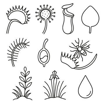 Carnivorous Plant Icons. Outline style icons of Carnivorous Swamp Plants: Venus flytrap jaw, sundew with sticky tentacles, pitcher