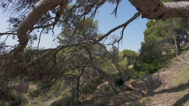 Majestic aleppo pines swaying gently in mediterranean breeze