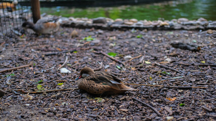 Small duck resting on the ground covered with bark and twigs near a pond, with another duck blurred in the background.