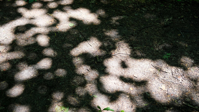 Dappled sunlight filtered through tree leaves creates a natural pattern of light and shadow on the forest floor.