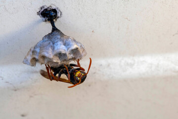 Australian Paper Wasp (Polistes humilis)