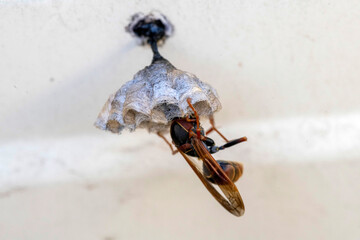 Australian Paper Wasp (Polistes humilis)