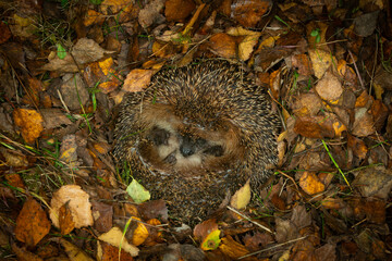 Hedgehog (Scientific name: Erinaceus Europaeus) wild, native, European hedgehog hibernating in...