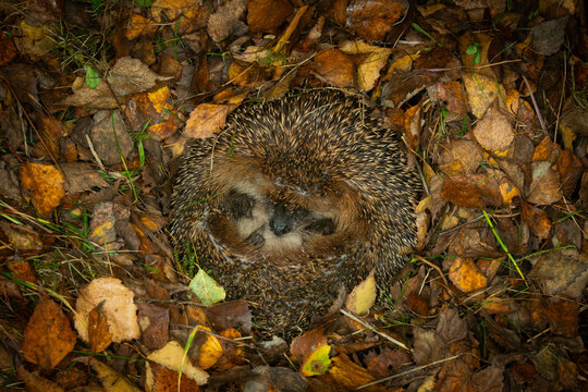 Hedgehog (Scientific name: Erinaceus Europaeus) wild, native, European hedgehog hibernating in natural woodland habitat. Curled into a ball in fallen Autumn leaves. Winter sleeping - hibernation