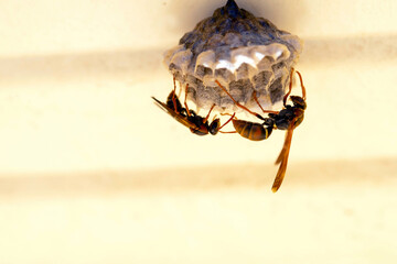 Australian Paper Wasp (Polistes humilis)