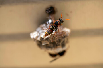 Fototapeta premium Australian Paper Wasp (Polistes humilis)