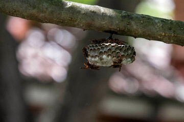 Australian Paper Wasp (Polistes humilis)