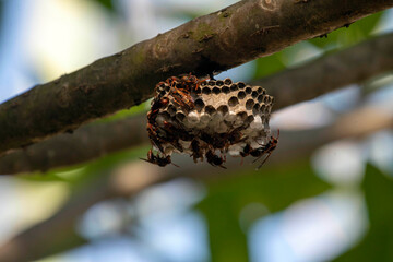 Australian Paper Wasp (Polistes humilis)