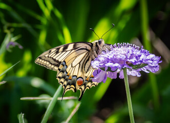 Swallowtail butterfly on scabiosa