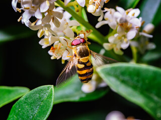 Syrphe sur fleur de troène