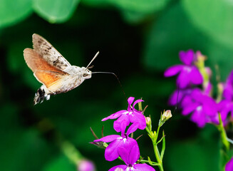 Hummingbird hawk-moth feeding in flight