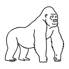 Obraz premium Outline of a standing gorilla in profile view. Vector hand-drawn doodle illustration
