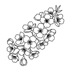 Fototapeta premium Intricate cherry blossom outline design with delicate blooming flowers. Vector hand-drawn doodle illustration