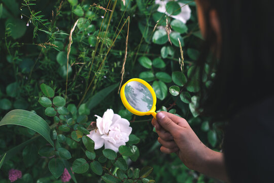 Curious child examining white flower through magnifying glass in garden, concept of childhood exploration and education