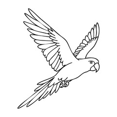 Obraz premium Outline of a flying parrot with detailed wings and tail feathers. Vector hand-drawn doodle illustration