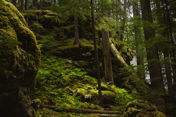 Serene tranquil forest scene with moss and ferns in BC