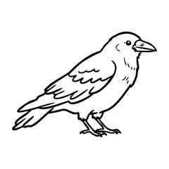 Fototapeta premium Line art of a standing crow with detailed features. Vector hand-drawn doodle illustration