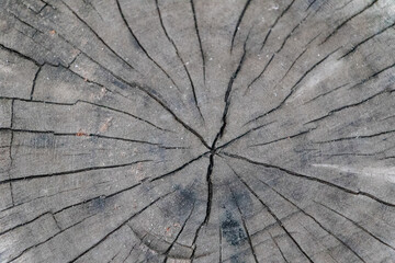 Fototapeta premium Aged Tree Trunk Cross-Section: Detailed Natural Wood Background