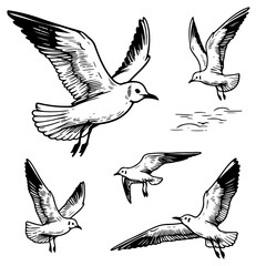 Set of Seagulls, lines, different angles. Sea. The illustration has a simple and concise design. hand-drawn. on a white background. Vector