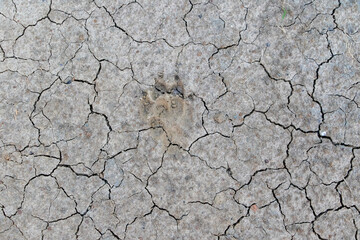 Drought-Affected Earth: Rustic Soil Texture Background
