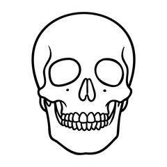 Obraz premium Detailed line art of a human skull with dental features. Vector hand-drawn doodle illustration