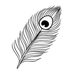 Obraz premium Detailed peacock feather drawing with unique eye pattern. Vector hand-drawn doodle illustration