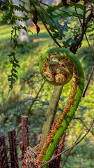 A vibrant green Cyathea capensis fern fiddlehead, in a spiral (circinate vernation) shape, with...