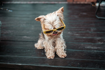 Yorkshire terrier dog wearing yellow sunglasses looks cool, posing for the camera. A yorkshire...