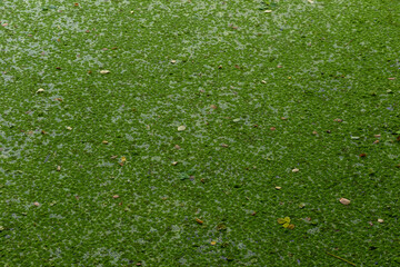 Pond Covered in Green Plankton: Algae Bloom Natural Surface 4K HD