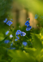 Miniature blue wildflowers in the green grass. Speedwell flowers close-up.