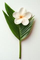 Fototapeta premium khanom chan flower shape flying with pandan leaf, isolated on white background