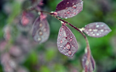 water drops on a leaf