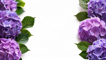 purple hydrangea flower border floral arrangement