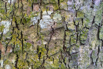 Natural Tree Trunk Texture: Detailed Bark Background 4K HD