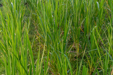 Expansive Green Field: Commercial Grass Growing
