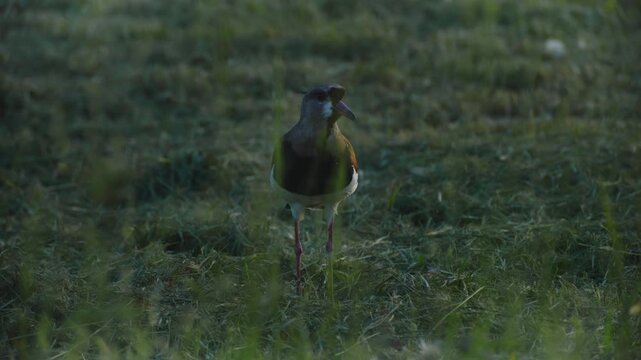 Beautiful lapwing (Vanellus chilensis) walks through the park while watching the camera closely.
