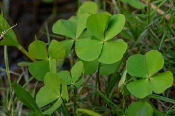 Rare Four Leaf Clover Patch: Detailed Natural Luck Symbol