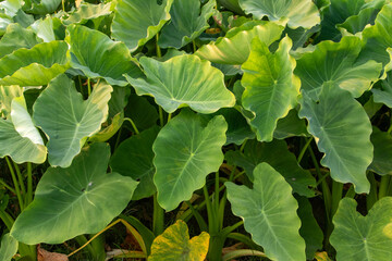 Bangladeshi Taro Leaf Farm: Lush Green Kochupata Field 4K HD